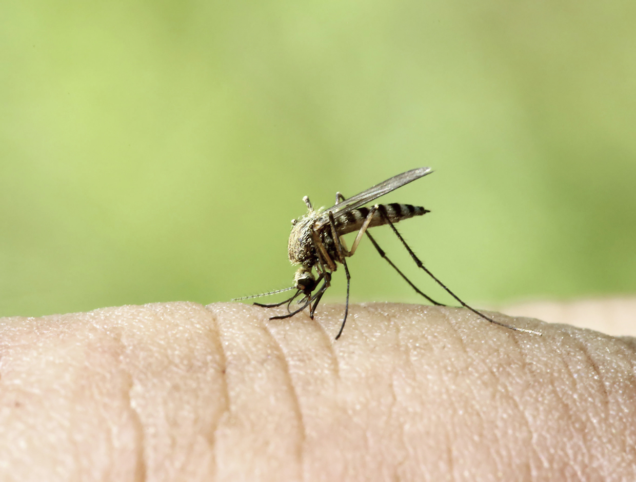 28607274 - mosquito drinks blood out of man - macro shot